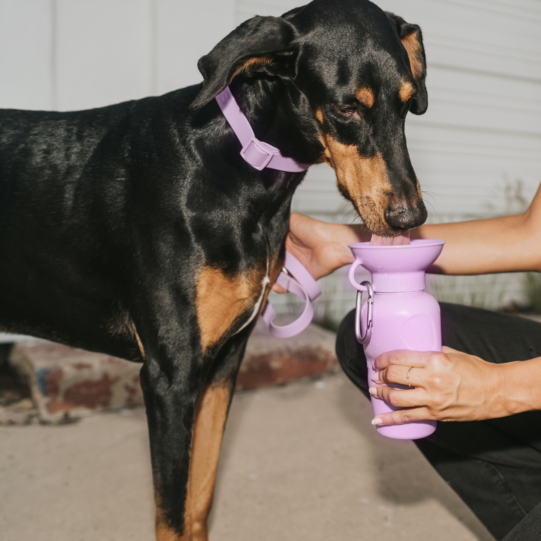 22oz Classic Dog Water Travel Bottle Mixed Case (Case of 12)