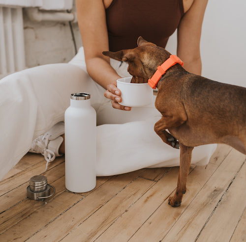 24oz Dog & Me Insulated Travel Bottle Mixed Case (Case of 6)