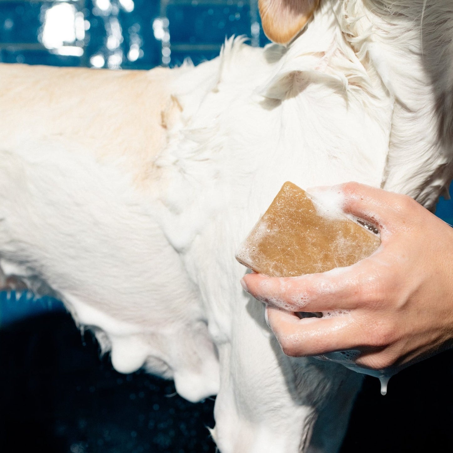 Nourishing Dog Shampoo Bar (Case of 6)