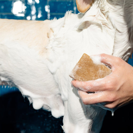 Nourishing Dog Shampoo Bar (Case of 24)