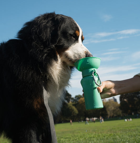 PREORDER - 20oz Flip Dog Travel Water Bottle Mixed Case - 6 Colors (Case of 12)