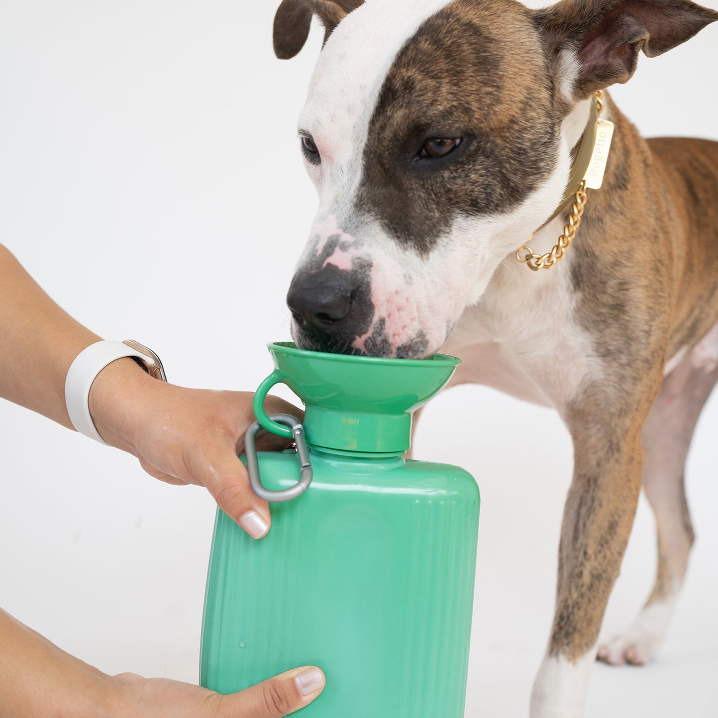 44oz Growler Dog Water Travel Bottle Mixed Case (Case of 12)