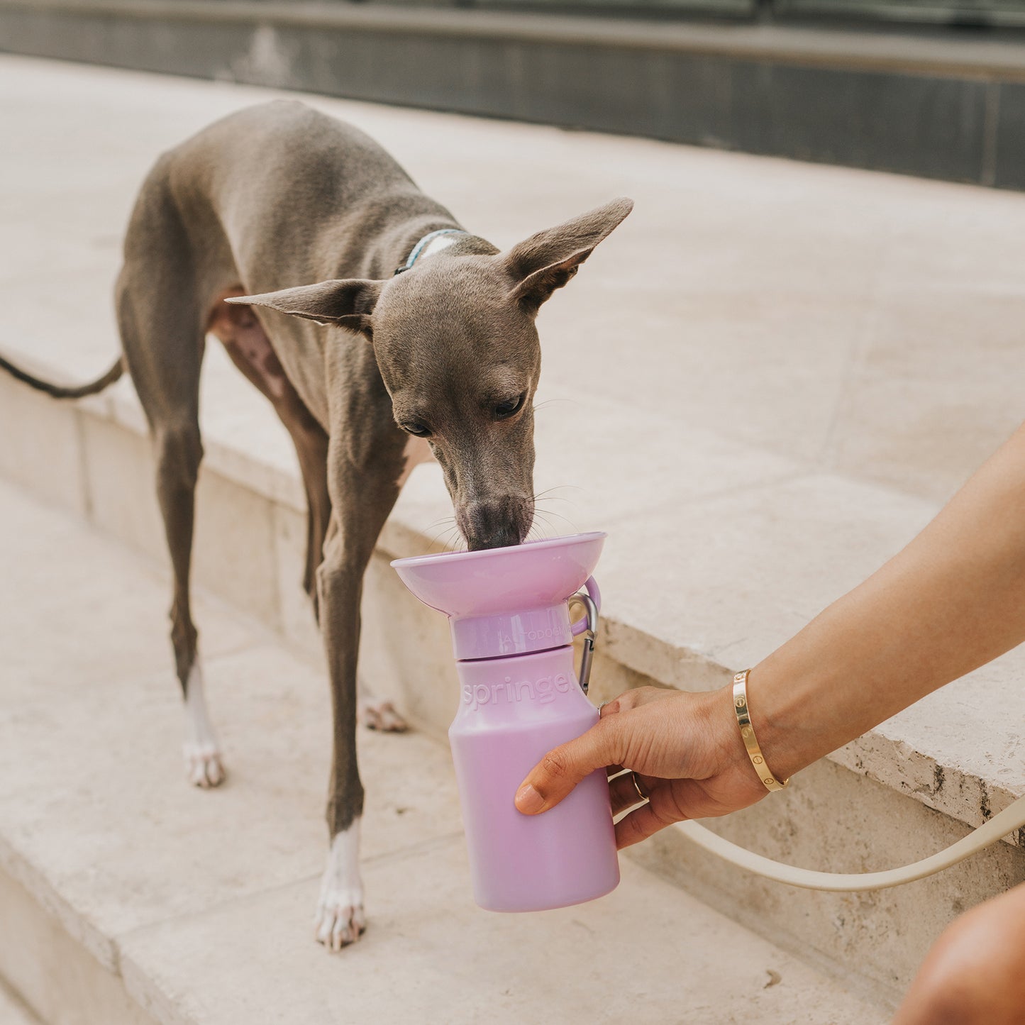 15oz Mini Dog Water Travel Bottle Mixed Case (Case of 12)