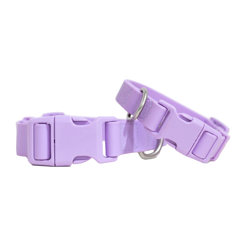 Dog Collar 2025: Medium (Single)