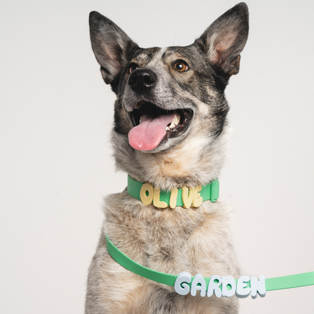 Dog Collars & Leashes – Springland Pets Wholesale