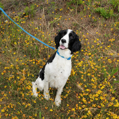 Premium Waterproof 5ft Dog Leash (4 or 5 Pack)