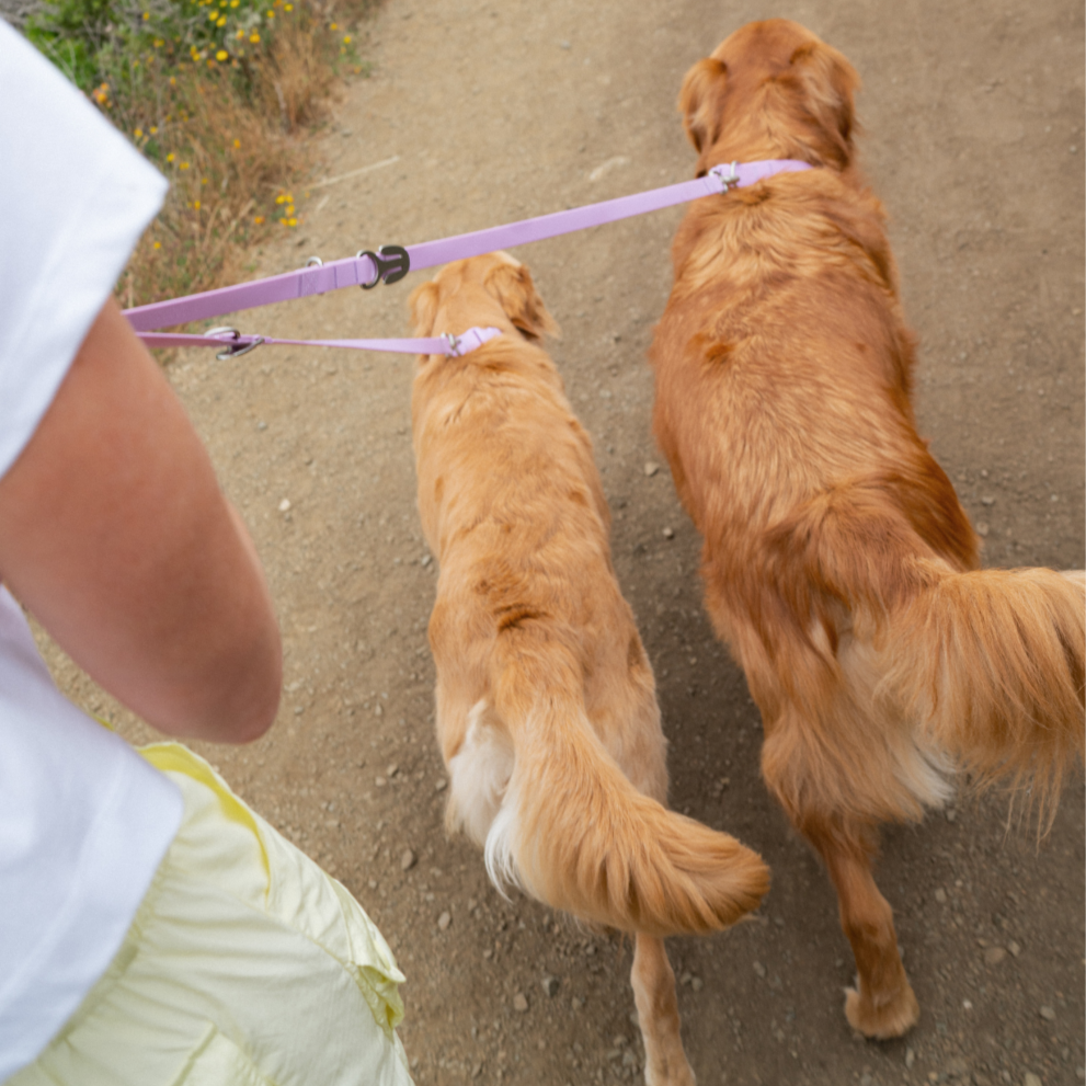 PREORDER - Waterproof City Dog Leash, Short Dog Leash (4 Pack)