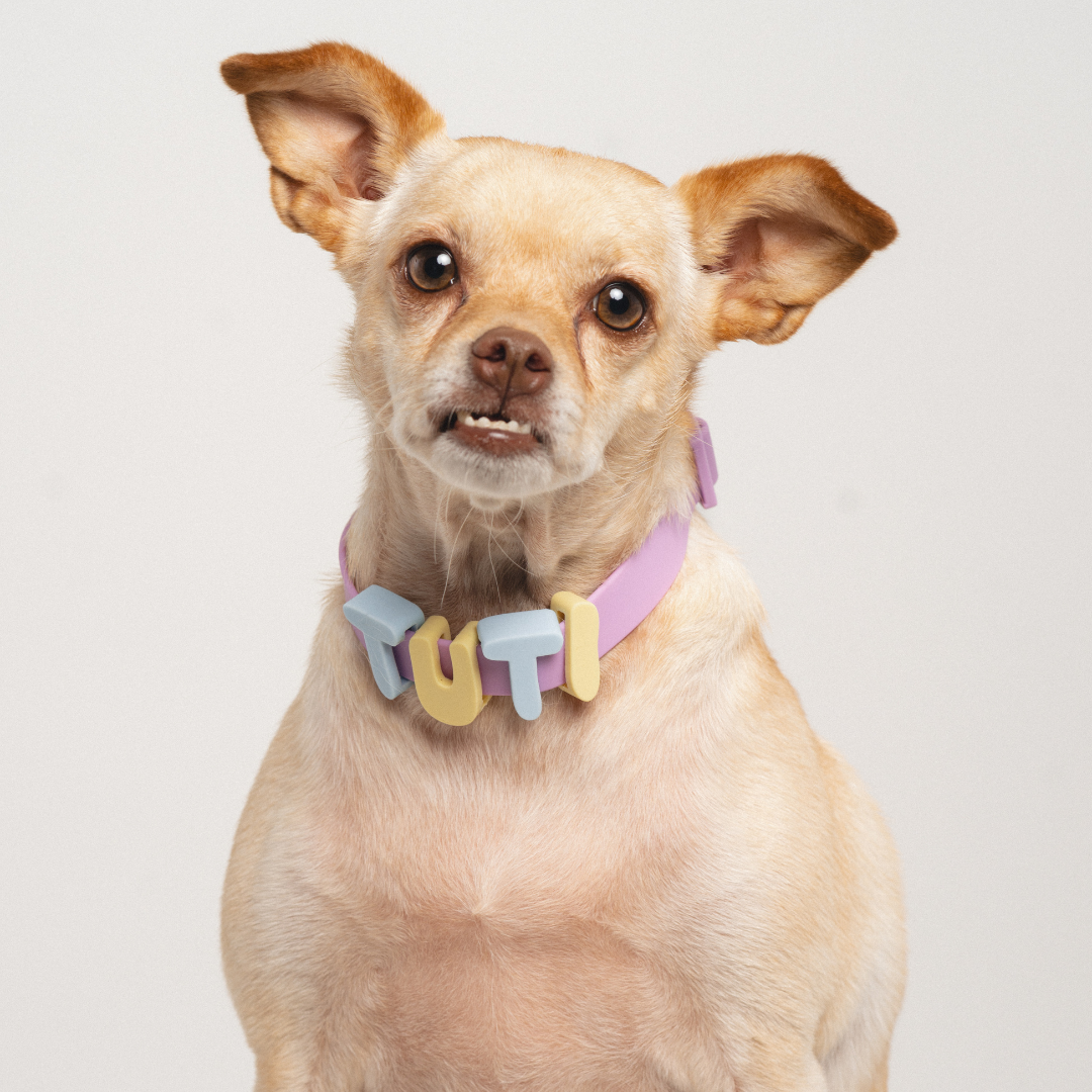 PREORDER - Silicone Dog Charms, Personalize Dog Collar/Leash (63 Pack Assorted)