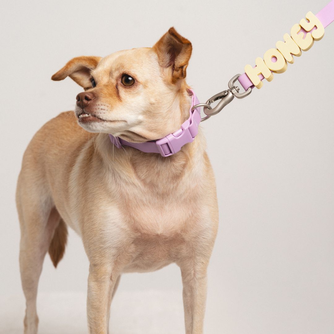 Silicone Dog Charms by Letter/Symbol/Strap Butter (Pack of 5)