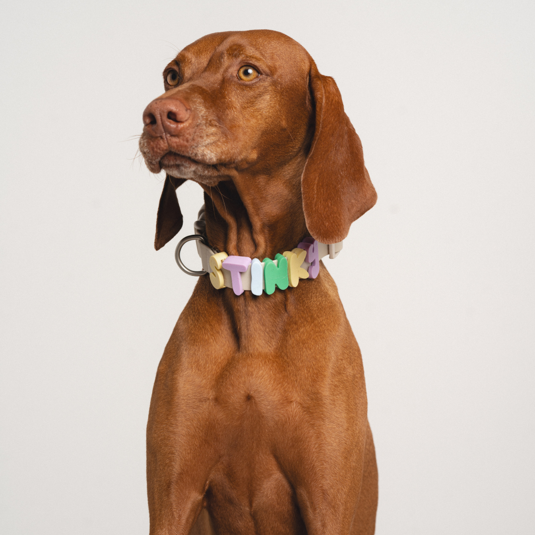 PREORDER - Silicone Dog Charms, Personalize Dog Collar/Leash (63 Pack Assorted)