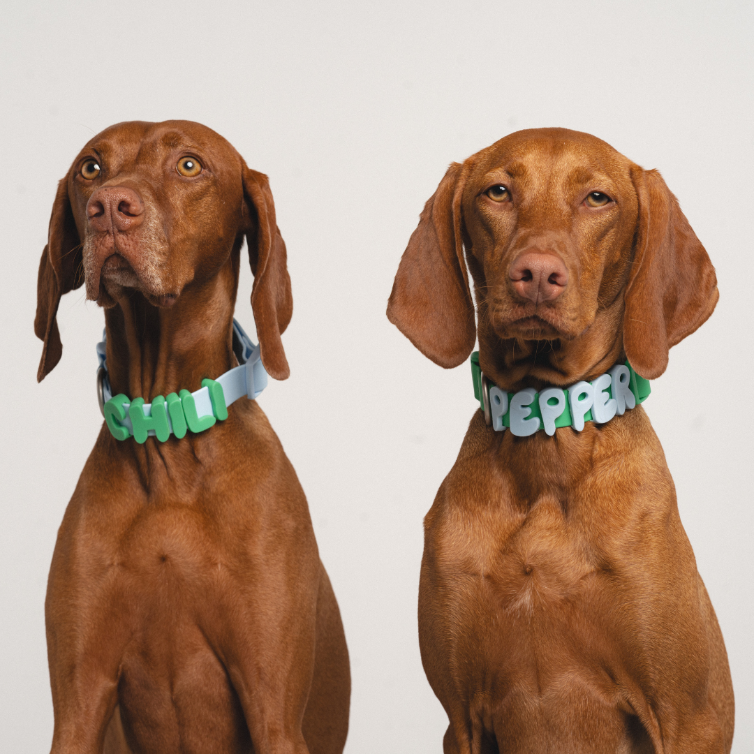 Silicone Dog Charms by Letter/Symbol/Strap Sky Blue (Pack of 5)