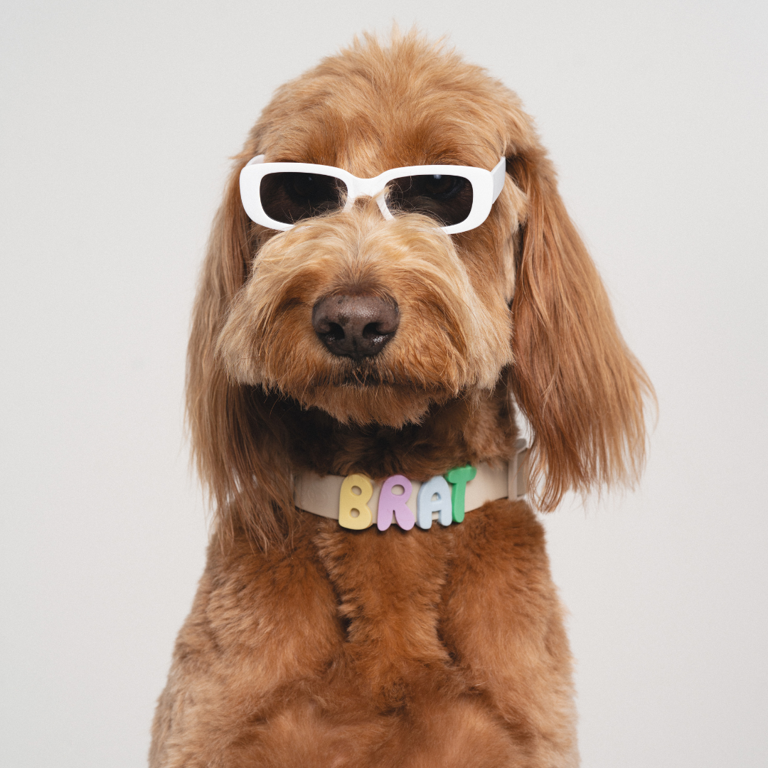 PREORDER - Silicone Dog Charms, Personalize Dog Collar/Leash (63 Pack Assorted)