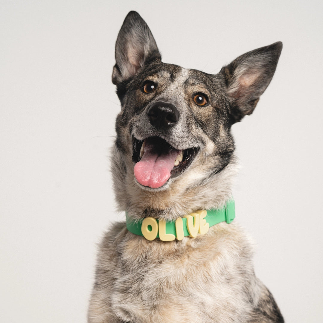 Silicone Dog Charms + Collar Set, Personalized Dog Collars