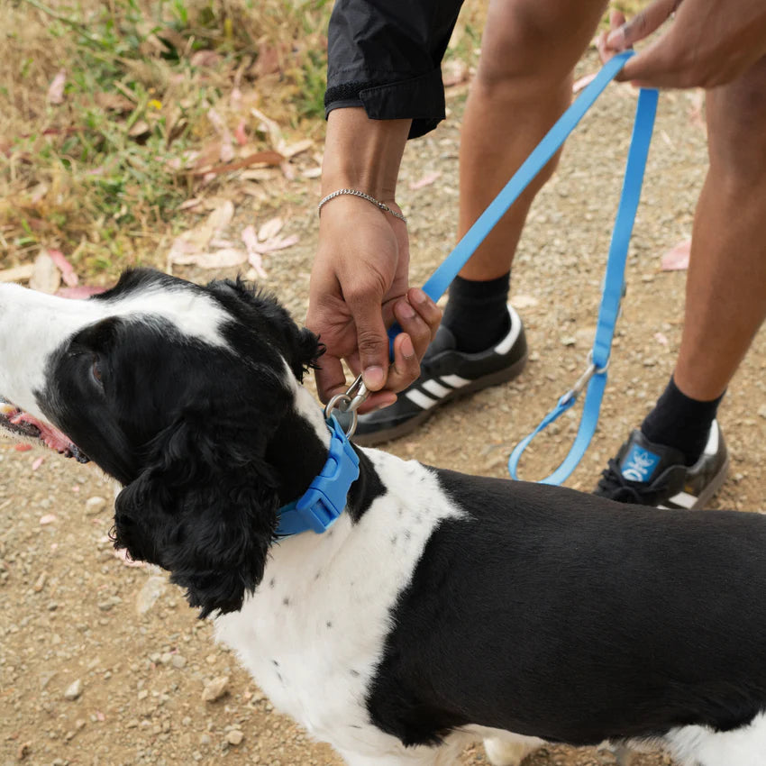 Premium Waterproof 5ft Dog Leash (4 or 5 Pack)