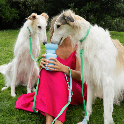 PREORDER - Premium Waterproof 5ft Dog Leash (4 or 5 Pack)