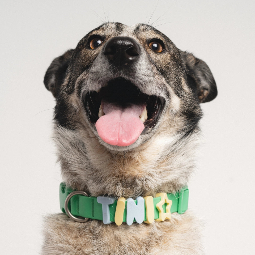 Silicone Dog Charms Complete Set, Custom Collars + Leashes