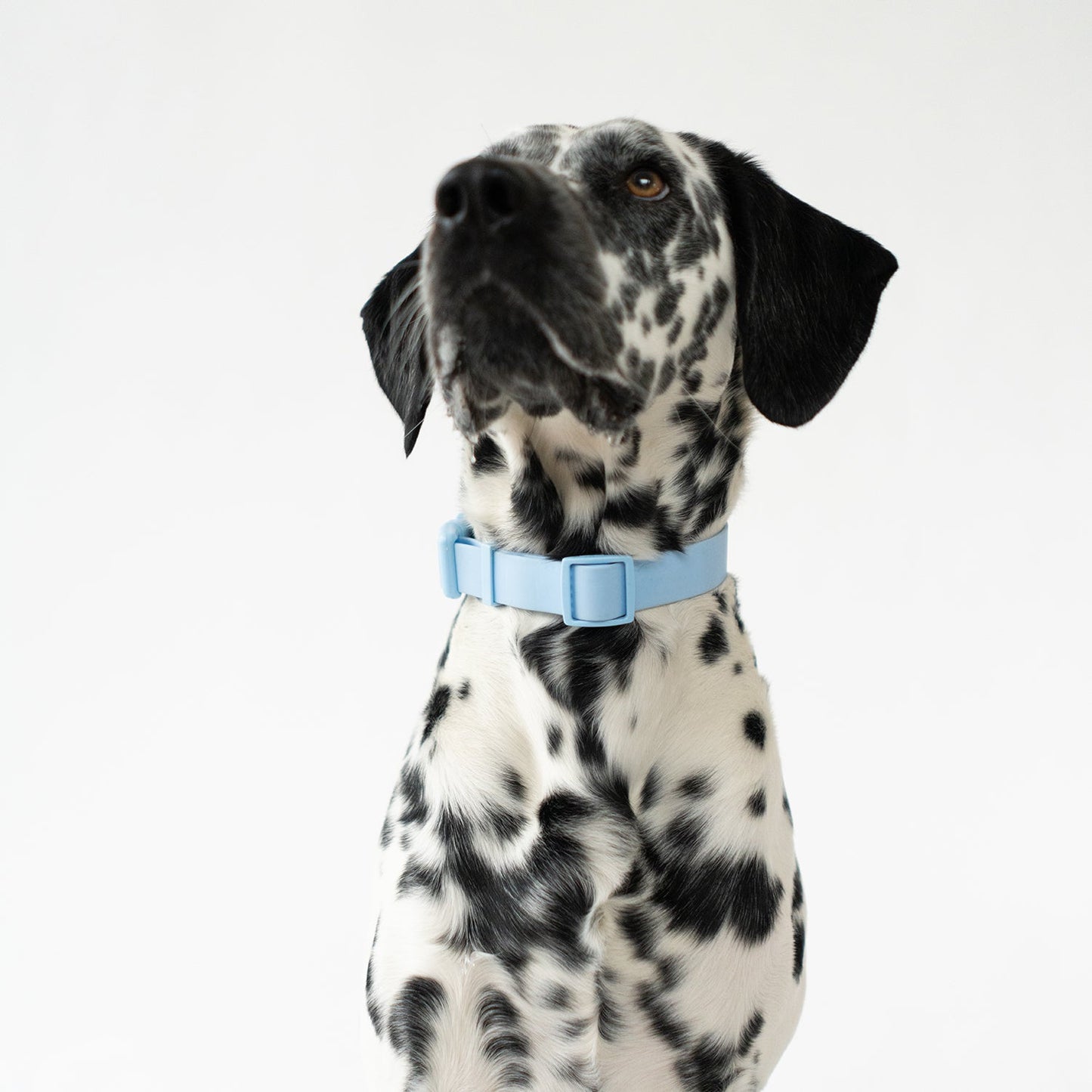 Waterproof Dog Collar (Pack of 4)