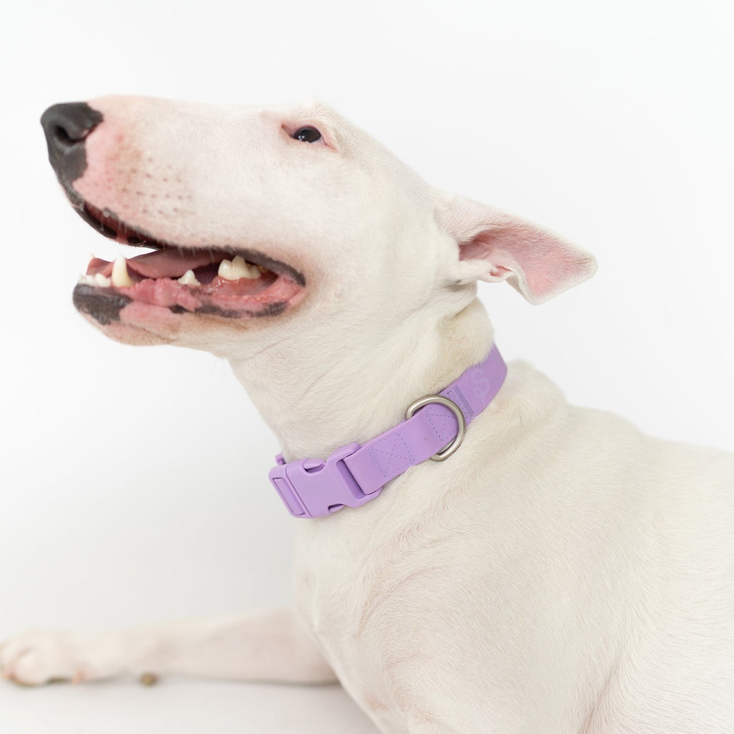 Waterproof Dog Collar (Pack of 4)