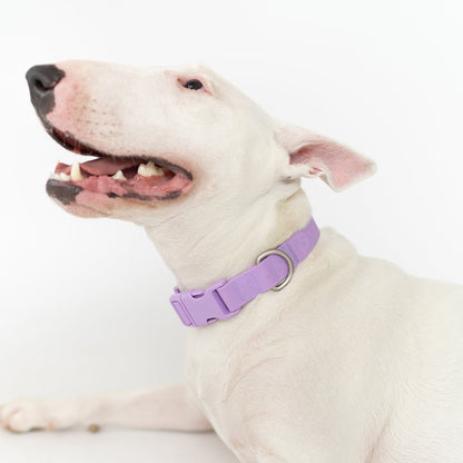 Waterproof Dog Collar (Pack of 4)