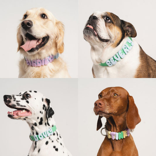 Silicone Dog Charms for Dog Collar/Leash (252 Charms MIXED)