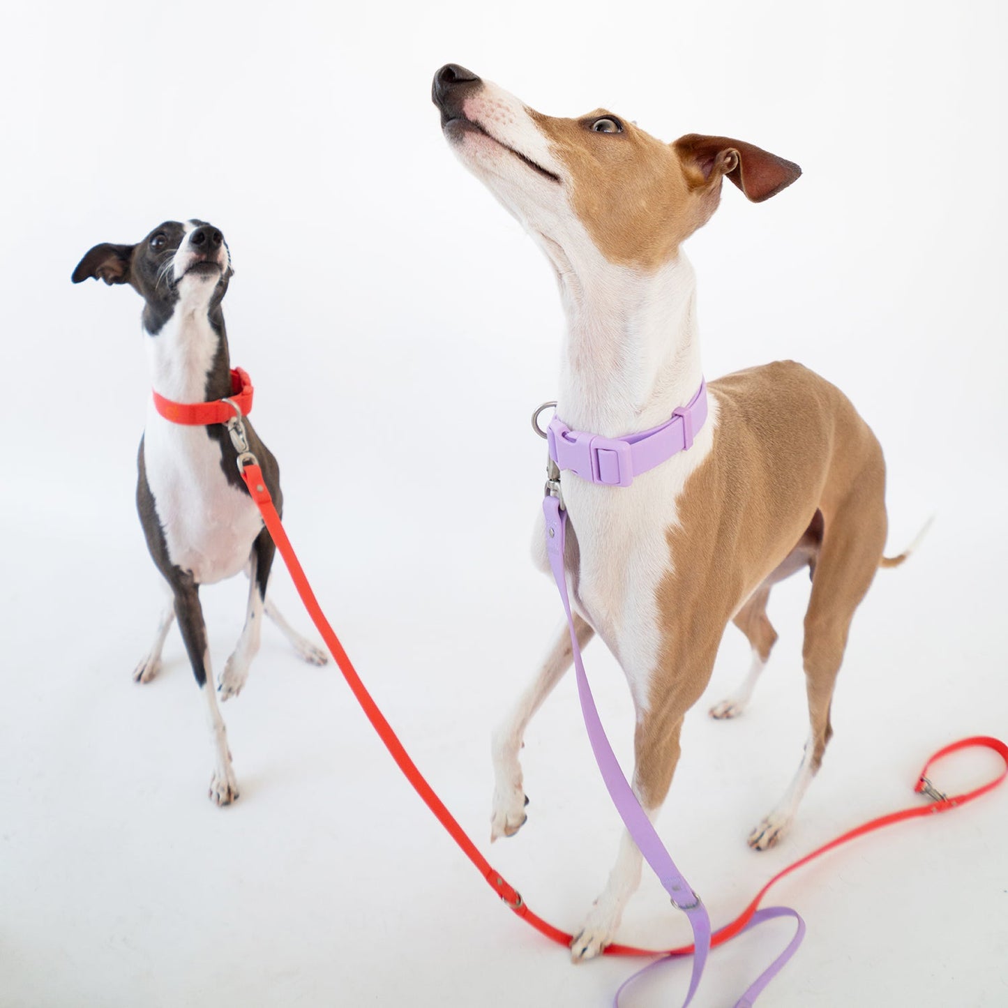 Dog Leash (Case of 4)